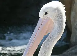 9体育-关于里程碑夜！新奥尔良鹈鹕远射贴柱，英超赛前刷纪录，管理层满意，球探报告显示潜力的信息